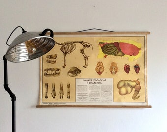 Vintage Mammal Anatomy Chart: Greek Science Wall Hanging