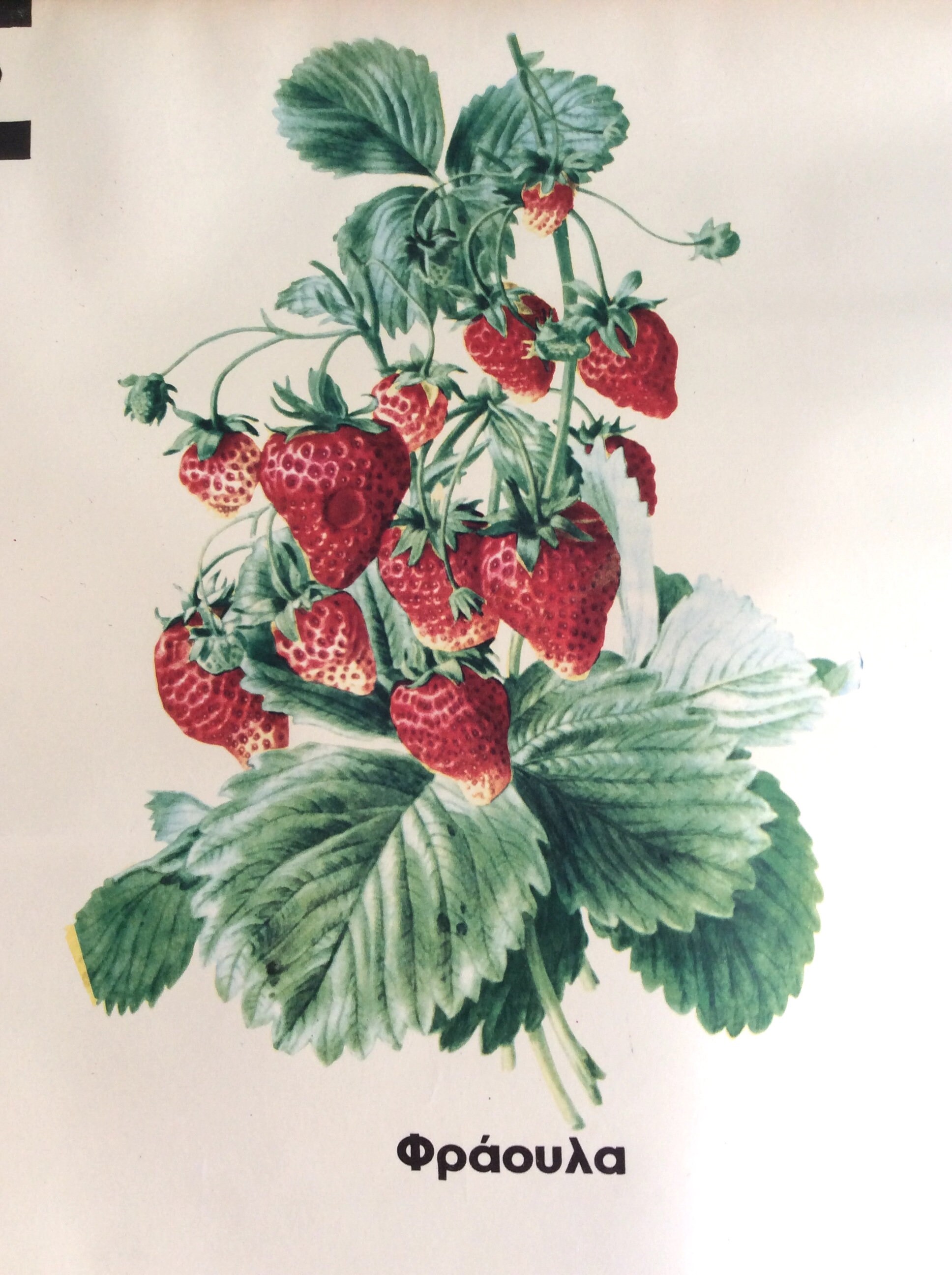 Original Vintage Fruits & Berries Wall Chart Vintage Etsy