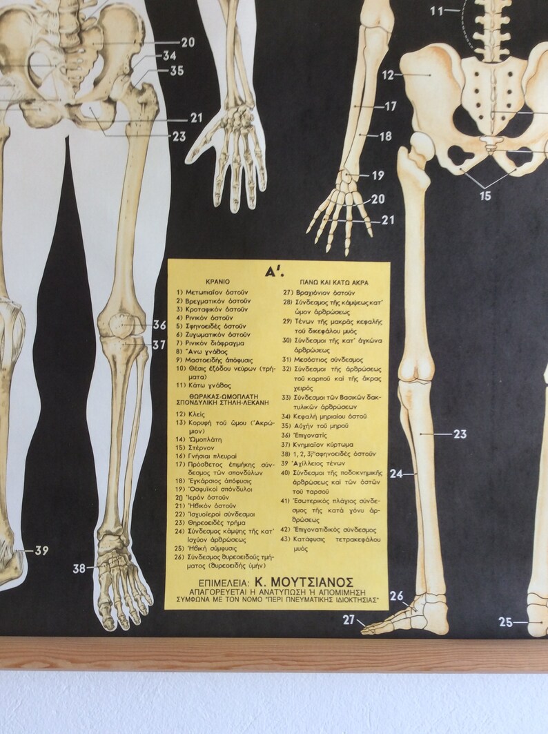 Vintage Human Anatomy Pull Down Chart: Greek Medical School Poster - Etsy