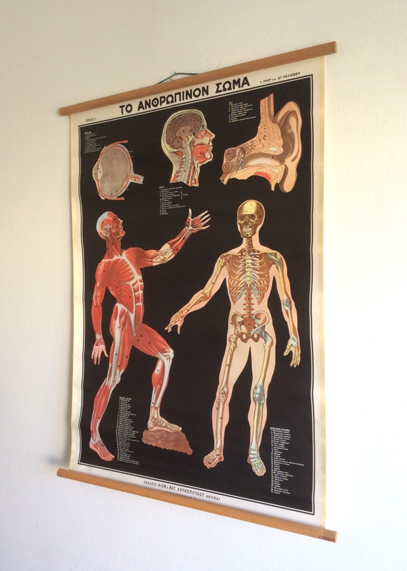 Pull Down Anatomy Chart