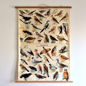 Vintage grote vogels grafiek, Birds of Greece Old School grafiek, educatieve grafiek, pull-down grafiek, wandtapijten grafiek, woondecoratie.