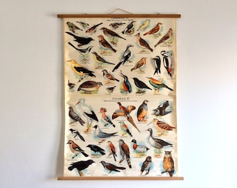 Vintage Birds of Greece Chart: Large Educational Wall Tapestry