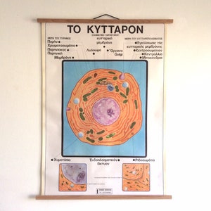 Cell Vintage School Chart, Vintage Biology Chart, Greek Classroom Chart, Science Poster, Rare Chart, Pull down Chart, Wall Tapestry.