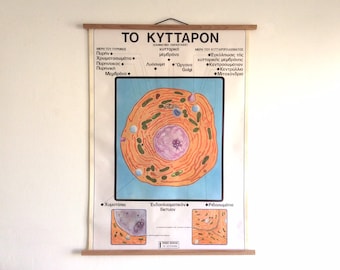 Vintage Cell Biology Chart: Greek Science Classroom Poster