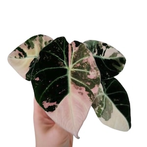 US, RARE, Variegated Alocasia, Black Velvet Pink