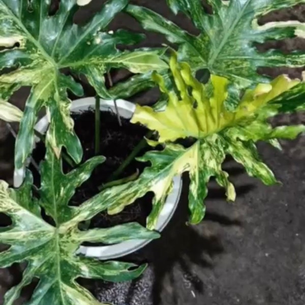 Philodendron Hope Etsy philodendron-hope-etsy