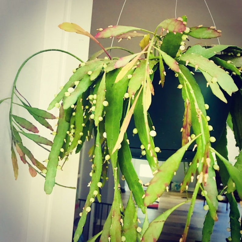 Plant Rare Rhipsalis Ramulosa Indoor Plant