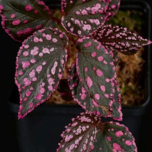 US; Rare Begonia; Begonia Sp. Hairy Spots; Variegated Begonias