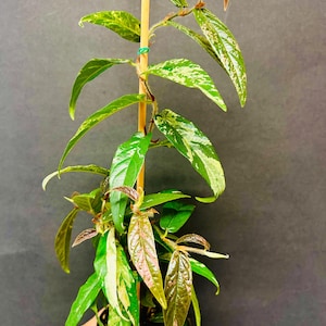 USA;  Ficus ‘Sagittata’ Variegata Pink,  RARE, Rare Variegated Plants