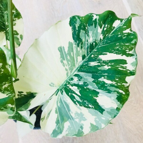 Variagated, Rare, Unusal, Odora Okinava Silver, Variagated Elephant Ear, Alocasia, Alocasia Odora