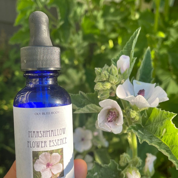 Marshmallow Flower Essence (Althea officinalis) 1 oz