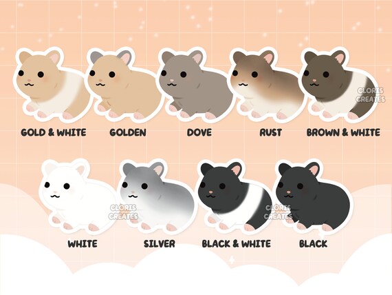 Black Teddy Bear Hamster