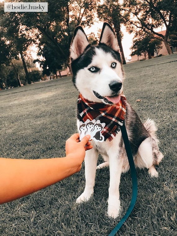 Himalayan husky dog price hot sale