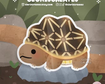 Indian Star Tortoise Turtle Waterproof Vinyl Sticker | Kawaii Chibi Animal Lover Art Bottle Decal | Cute Cartoon Exotic Pet Reptile Gift