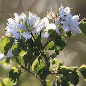 Anacacho Orchid Tree Seeds (Bauhinia lunarioides) - 10+ Seeds, Stunning Texas Native Bloom