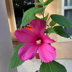Rose of Sharon (Hibiscus Syriacus) | 10 Seeds