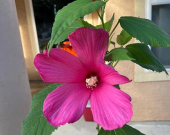 Rose of Sharon (Hibiscus Syriacus) | 10 Seeds