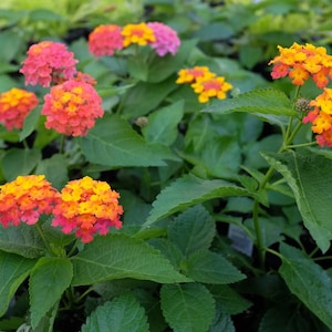 Semillas de Lantana – ¡Mezcla vibrante de rosa, amarillo, naranja y morado / ¡Imán para mariposas!
