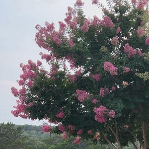 May include: A tree with vibrant pink flowers and green leaves. The tree's branches are filled with clusters of pink blossoms, creating a visually appealing display. The background features a cloudy sky and other green trees.