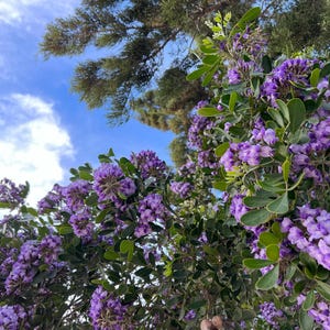 Texas Mountain Laurel Seeds - Purple Blooms, Sweet Scent | Drought-Tolerant Evergreen | 20 Seeds