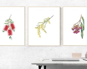Australian native flowers drawing print set. 3 piece Bottlebrush, Wattle & Gum Blossoms Aussie wall art. Aussie traveller gift idea