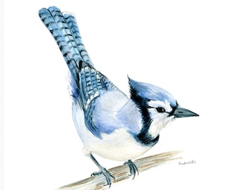 May include: Watercolor painting of a blue jay perched on a branch. The bird has a blue crest, white chest, and black eyes. The background is white.