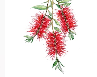 May include: A watercolor painting of a red bottlebrush flower with green leaves on a white background.