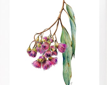 Pink Gum Blossoms watercolour drawing print. Australian native flower art. Unique flower lovers gift, Aussie theme or country style decor