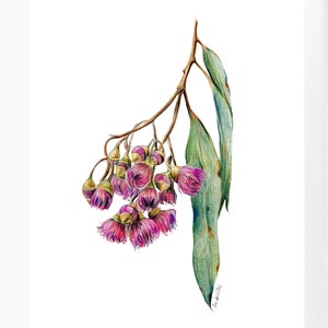 Pink Gum Blossoms Aquarell Zeichnung Druck. Australische native Blumenkunst. Einzigartiges Blumenliebhaber Geschenk, Aussie Thema oder Landhausstil Dekor