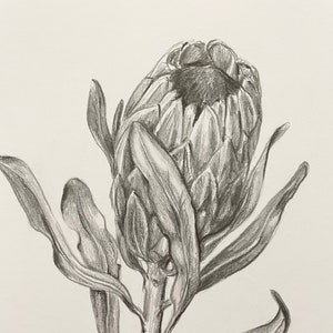 Original Protea Blume Graphit Kunstwerk. Große A3 Bleistiftskizze der einheimischen Flora. Einzigartiges Geschenk, schwarz & weiß, australisches Thema. Muttertagsgeschenk