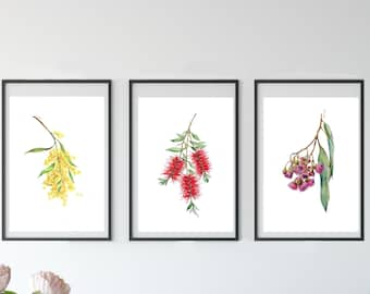 Australian native flower drawing print set v2. Bottlebrush, Wattle & Gum Blossoms. Watercolour pencil art. Unique gift for her, Aussie decor