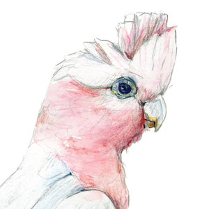 May include: A close-up of a pink and grey cockatoo with a white crest. The bird has a blue eye and a pink beak.