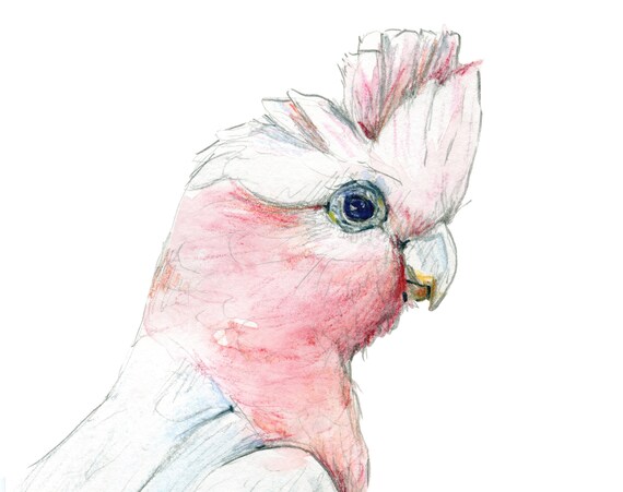 手描きのピンクのモモイロインコの絵のプリント。オーストラリア原産の
