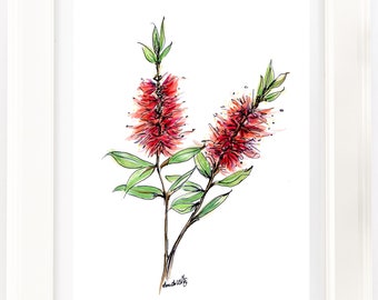 Red BottleBrush watercolour & pen drawing print. Australian native flowers art. Unique flower lovers gift, Aussie theme, country style decor