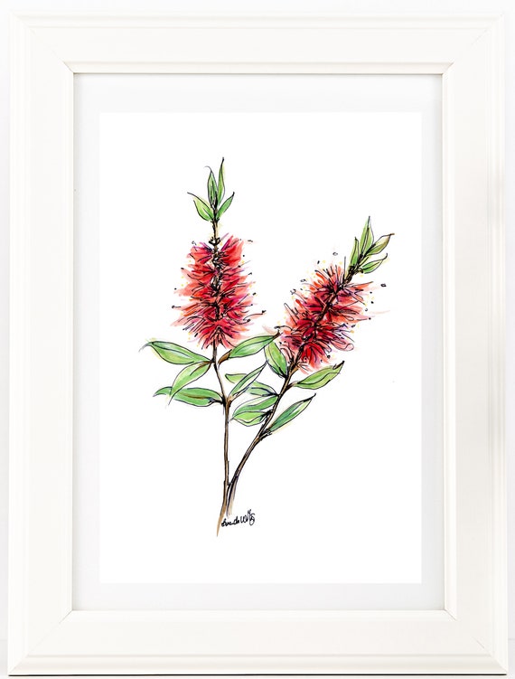 Red BottleBrush watercolour & pen drawing print. Australian Etsy