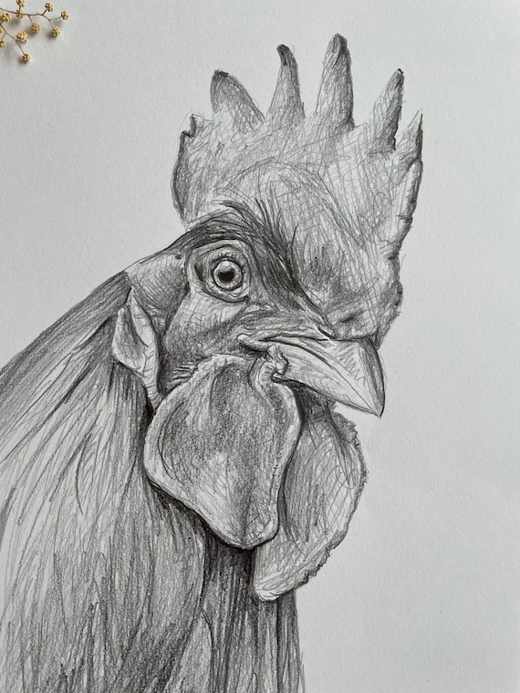 Chicken B&W Pencil Drawing 4 Bird Art Print by Featherline - Fy