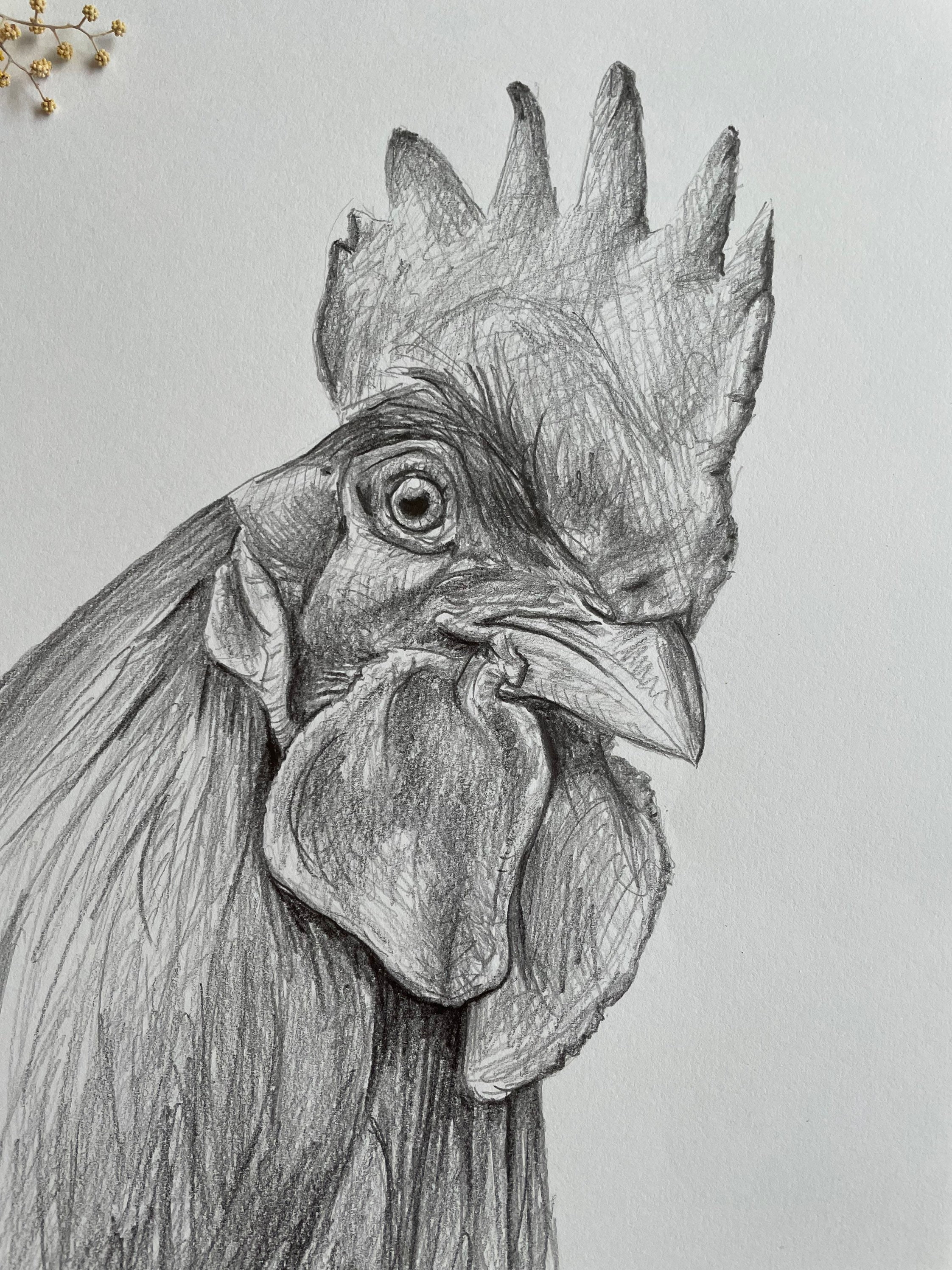 Easy How to Draw a Chicken Tutorial and Chicken Coloring Page