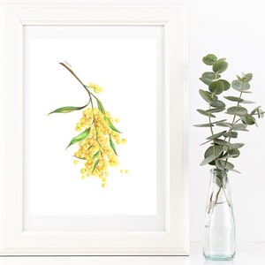 May include: A watercolor painting of a branch of yellow mimosa flowers with green leaves. The painting is framed in a white frame and is displayed on a white wall.