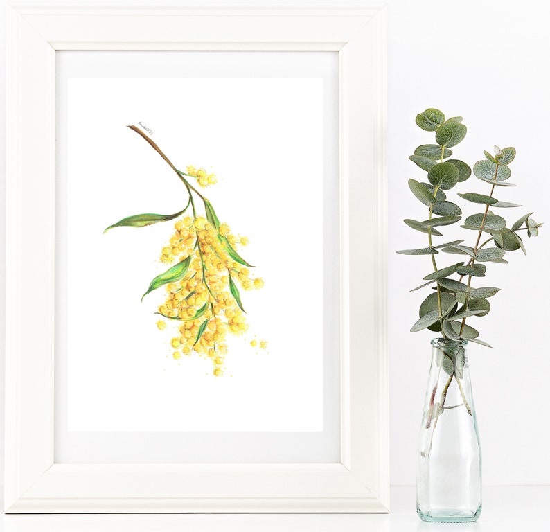 May include: A watercolor painting of a branch of yellow mimosa flowers with green leaves. The painting is framed in a white frame and is displayed on a white wall.