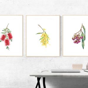 May include: Three framed watercolor paintings of Australian native flowers. The first painting features a red bottlebrush flower, the second painting features a yellow wattle flower, and the third painting features a pink bottlebrush flower.