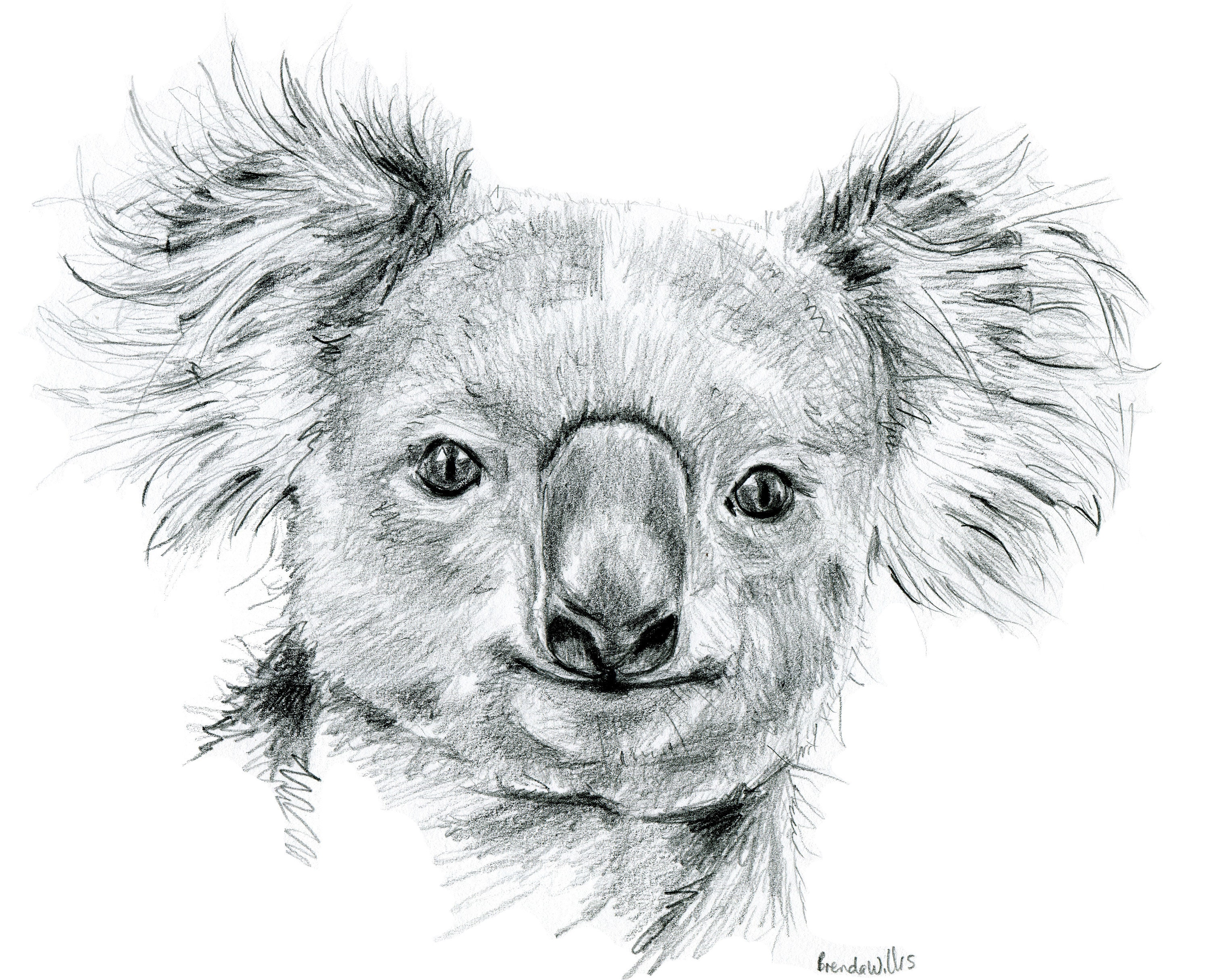 Hand Drawn Koala Portrait Drawing Print. Black and White Sketch
