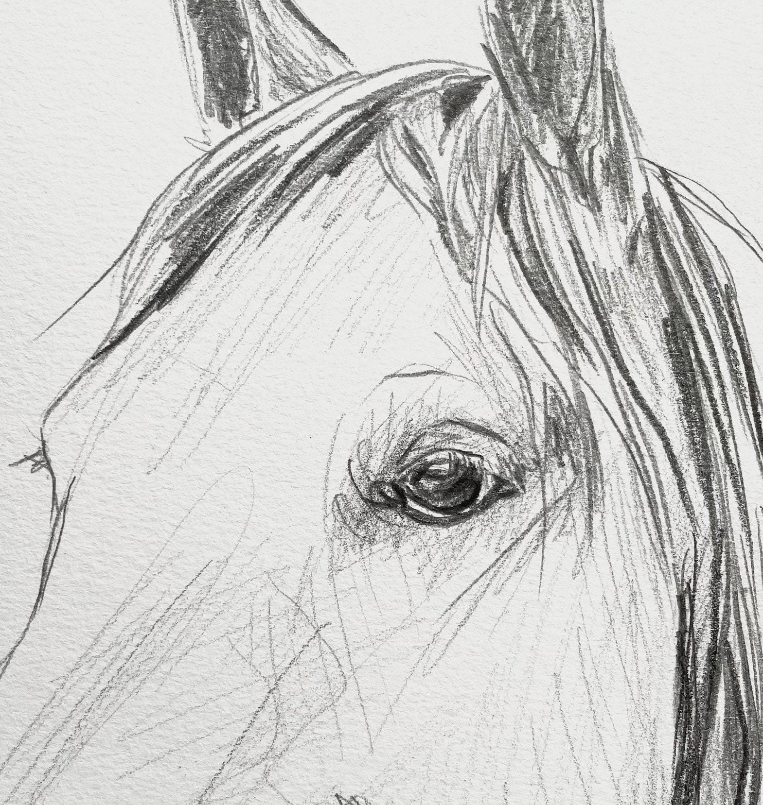 オリジナルの馬の絵。手描きの鉛筆画。馬好きの方へのエレガントな馬の