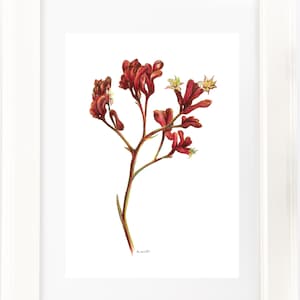 Red Kangaroo Paw watercolour print. Australian native flower watercolour pencil artwork. Unique gift. Aussie theme, country style decor,