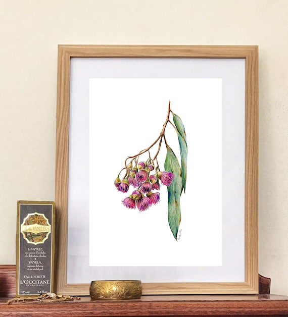 Pink Gum Blossoms Watercolour Drawing Print. Australian Native