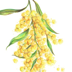May include: A watercolor painting of a branch of mimosa flowers with yellow blossoms and green leaves. The flowers are clustered together and some are falling off the branch.