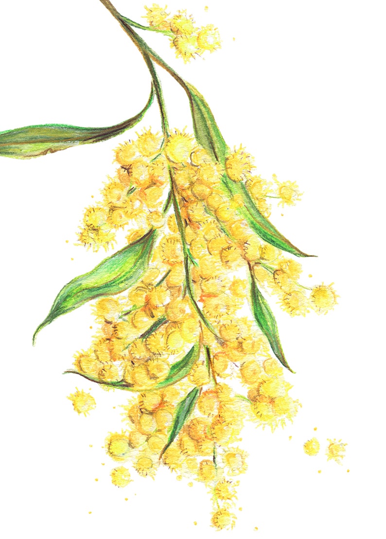 May include: A watercolor painting of a branch of mimosa flowers with yellow blossoms and green leaves. The flowers are clustered together and some are falling off the branch.
