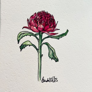 Originele Mini Waratah schilderij kunstwerk #2. Aquarel &penrijke rode inheemse bloem tekening. Australisch, Uniek geschenk, moderne landelijke inrichting