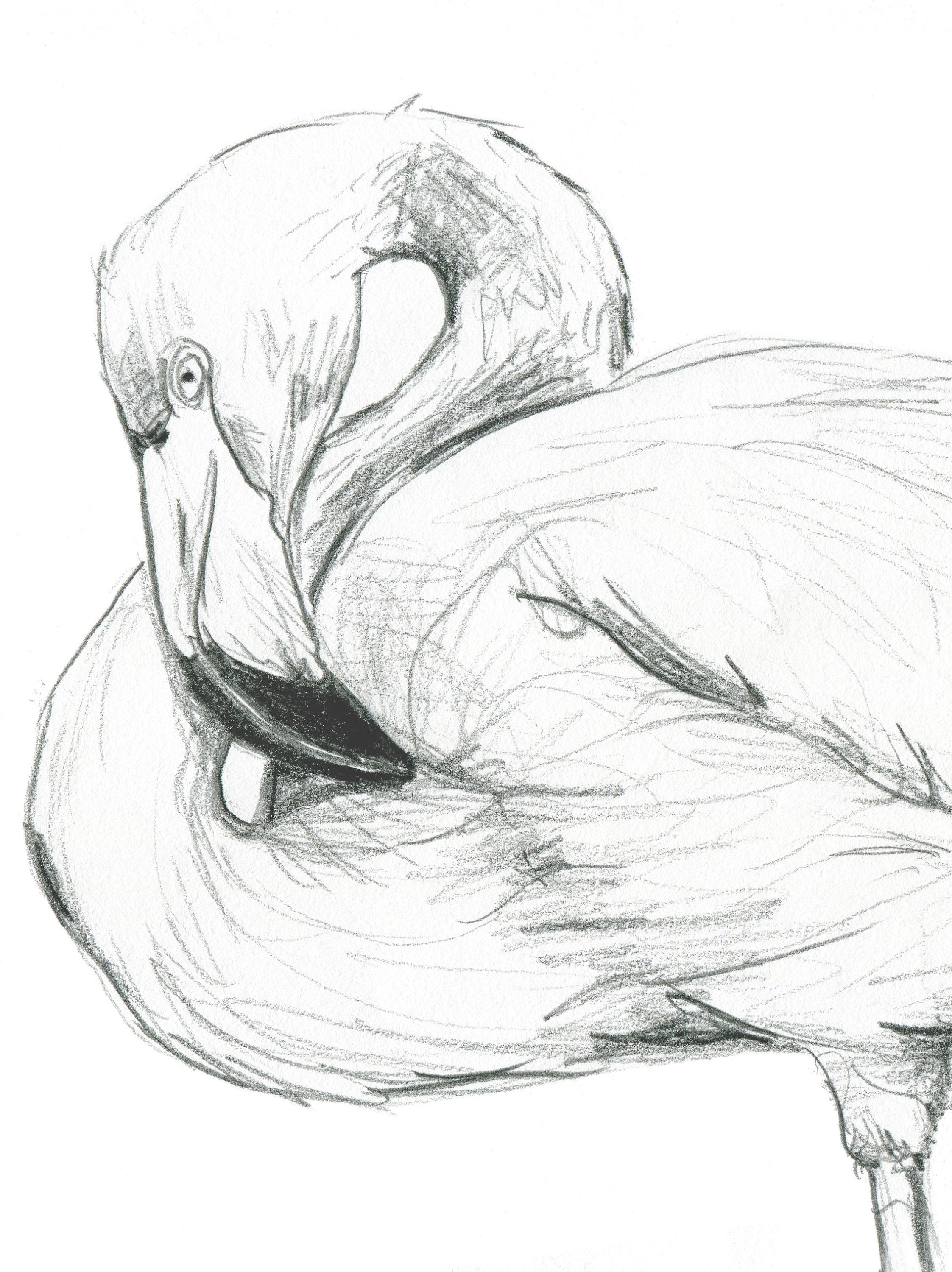 Flamant Rose Dessin Noir Et Blanc Impression de dessin de flamant noir et blanc dessiné à la - Etsy Canada