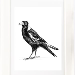 May include: Black and white pencil drawing of a magpie bird with a white patch on its chest. The bird is standing on a white surface. The artist's signature, "Brenda Willis Art", is in the lower right corner of the drawing.