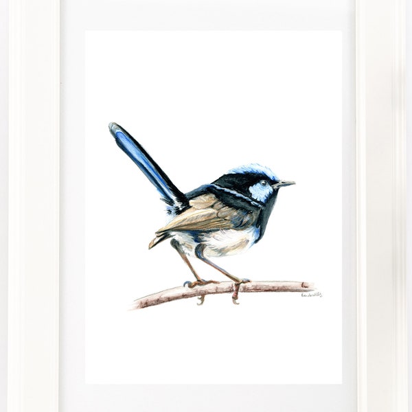 Hand drawn Blue Wren drawing print v2. Australian native bird watercolour pencil. Unique Bird lovers gift, Aussie, country style decor.